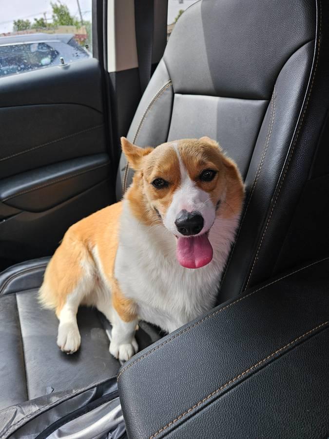 Найдена собака породы корги!